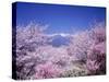 Cherry Blossoms and Mountains-null-Stretched Canvas
