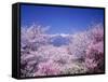 Cherry Blossoms and Mountains-null-Framed Stretched Canvas