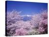 Cherry Blossoms and Mountains-null-Stretched Canvas