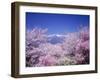 Cherry Blossoms and Mountains-null-Framed Premium Photographic Print