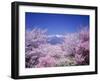 Cherry Blossoms and Mountains-null-Framed Premium Photographic Print