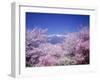 Cherry Blossoms and Mountains-null-Framed Premium Photographic Print