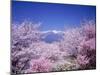Cherry Blossoms and Mountains-null-Mounted Premium Photographic Print
