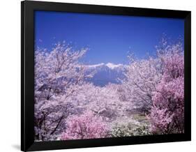 Cherry Blossoms and Mountains-null-Framed Premium Photographic Print