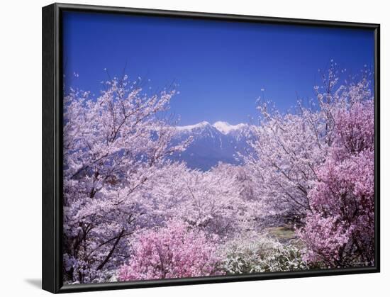 Cherry Blossoms and Mountains-null-Framed Photographic Print
