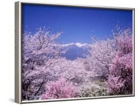 Cherry Blossoms and Mountains-null-Framed Photographic Print