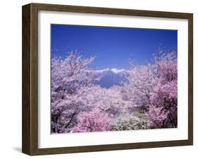 Cherry Blossoms and Mountains-null-Framed Photographic Print