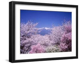 Cherry Blossoms and Mountains-null-Framed Photographic Print