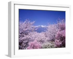 Cherry Blossoms and Mountains-null-Framed Photographic Print