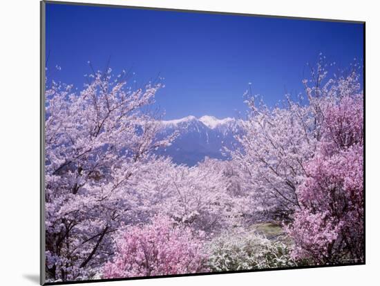 Cherry Blossoms and Mountains-null-Mounted Photographic Print