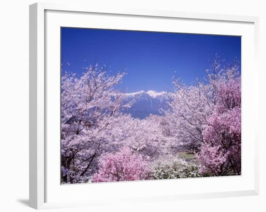 Cherry Blossoms and Mountains-null-Framed Photographic Print