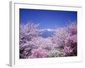 Cherry Blossoms and Mountains-null-Framed Photographic Print