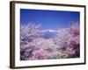 Cherry Blossoms and Mountains-null-Framed Photographic Print