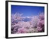 Cherry Blossoms and Mountains-null-Framed Photographic Print