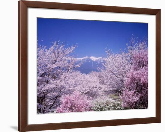 Cherry Blossoms and Mountains-null-Framed Photographic Print