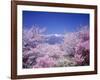 Cherry Blossoms and Mountains-null-Framed Photographic Print