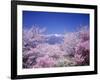 Cherry Blossoms and Mountains-null-Framed Photographic Print