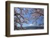 Cherry Blossoms and Mt. Fuji at Lake Kawaguchiko-fuminana-Framed Photographic Print