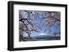 Cherry Blossoms and Mt. Fuji at Lake Kawaguchiko-fuminana-Framed Photographic Print