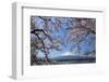 Cherry Blossoms and Mt. Fuji at Lake Kawaguchiko-fuminana-Framed Photographic Print