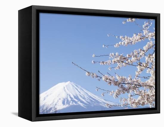 Cherry blossoms and Mt. Fuji, Japan-null-Framed Stretched Canvas