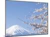 Cherry blossoms and Mt. Fuji, Japan-null-Mounted Premium Photographic Print