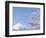 Cherry blossoms and Mt. Fuji, Japan-null-Framed Photographic Print