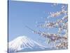 Cherry blossoms and Mt. Fuji, Japan-null-Stretched Canvas