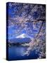 Cherry Blossoms and Mt. Fuji-null-Stretched Canvas