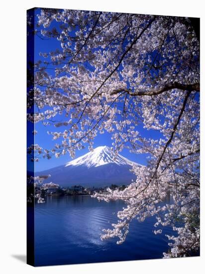 Cherry Blossoms and Mt. Fuji-null-Stretched Canvas