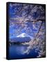 Cherry Blossoms and Mt. Fuji-null-Framed Stretched Canvas