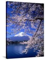 Cherry Blossoms and Mt. Fuji-null-Stretched Canvas