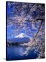 Cherry Blossoms and Mt. Fuji-null-Stretched Canvas