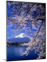 Cherry Blossoms and Mt. Fuji-null-Mounted Premium Photographic Print