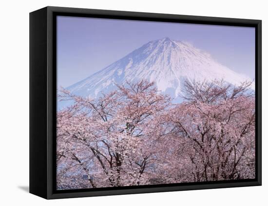 Cherry Blossoms and Mt. Fuji-null-Framed Stretched Canvas