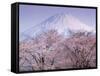 Cherry Blossoms and Mt. Fuji-null-Framed Stretched Canvas