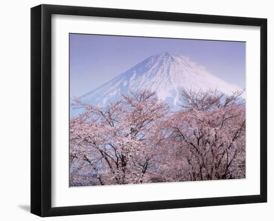 Cherry Blossoms and Mt. Fuji-null-Framed Premium Photographic Print