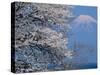 Cherry Blossoms and Mt. Fuji-null-Stretched Canvas