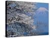 Cherry Blossoms and Mt. Fuji-null-Stretched Canvas