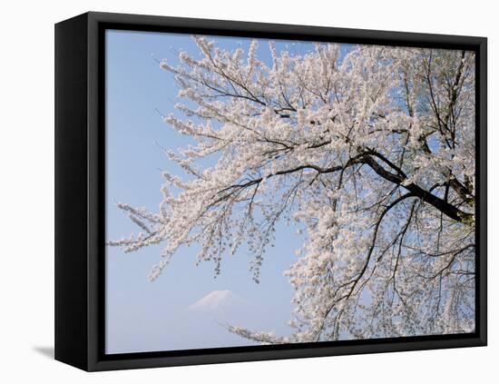 Cherry Blossoms and Mt. Fuji-null-Framed Stretched Canvas