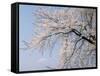 Cherry Blossoms and Mt. Fuji-null-Framed Stretched Canvas