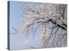 Cherry Blossoms and Mt. Fuji-null-Stretched Canvas