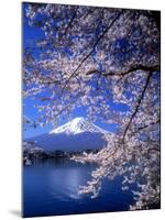 Cherry Blossoms and Mt. Fuji-null-Mounted Photographic Print