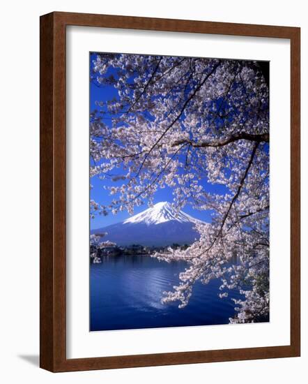 Cherry Blossoms and Mt. Fuji-null-Framed Photographic Print