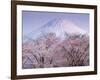 Cherry Blossoms and Mt. Fuji-null-Framed Photographic Print