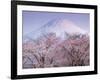 Cherry Blossoms and Mt. Fuji-null-Framed Photographic Print