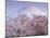 Cherry Blossoms and Mt. Fuji-null-Mounted Photographic Print