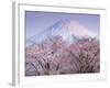 Cherry Blossoms and Mt. Fuji-null-Framed Photographic Print