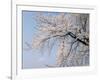 Cherry Blossoms and Mt. Fuji-null-Framed Photographic Print