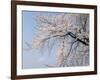 Cherry Blossoms and Mt. Fuji-null-Framed Photographic Print